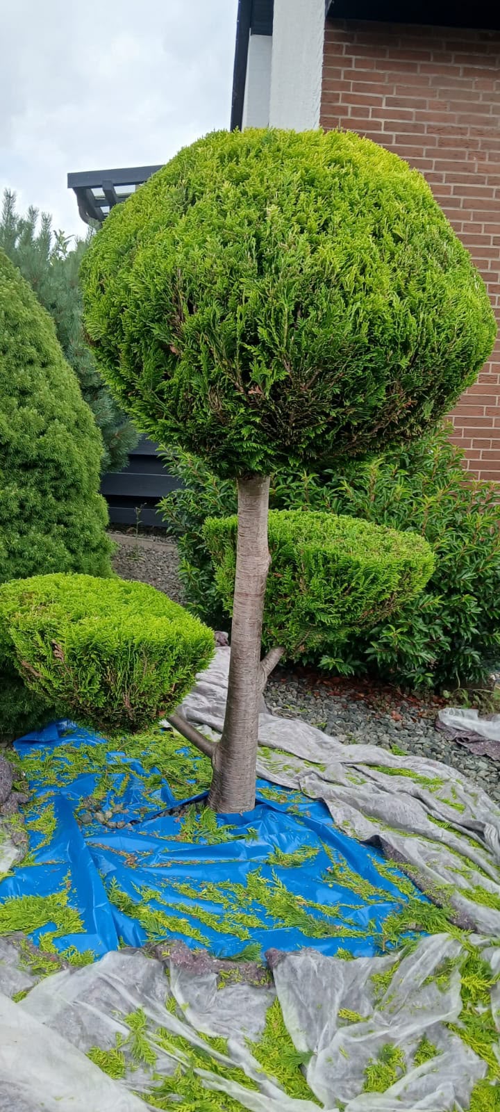 Garten- und Grundstückspflege — Formschnitt Referenz